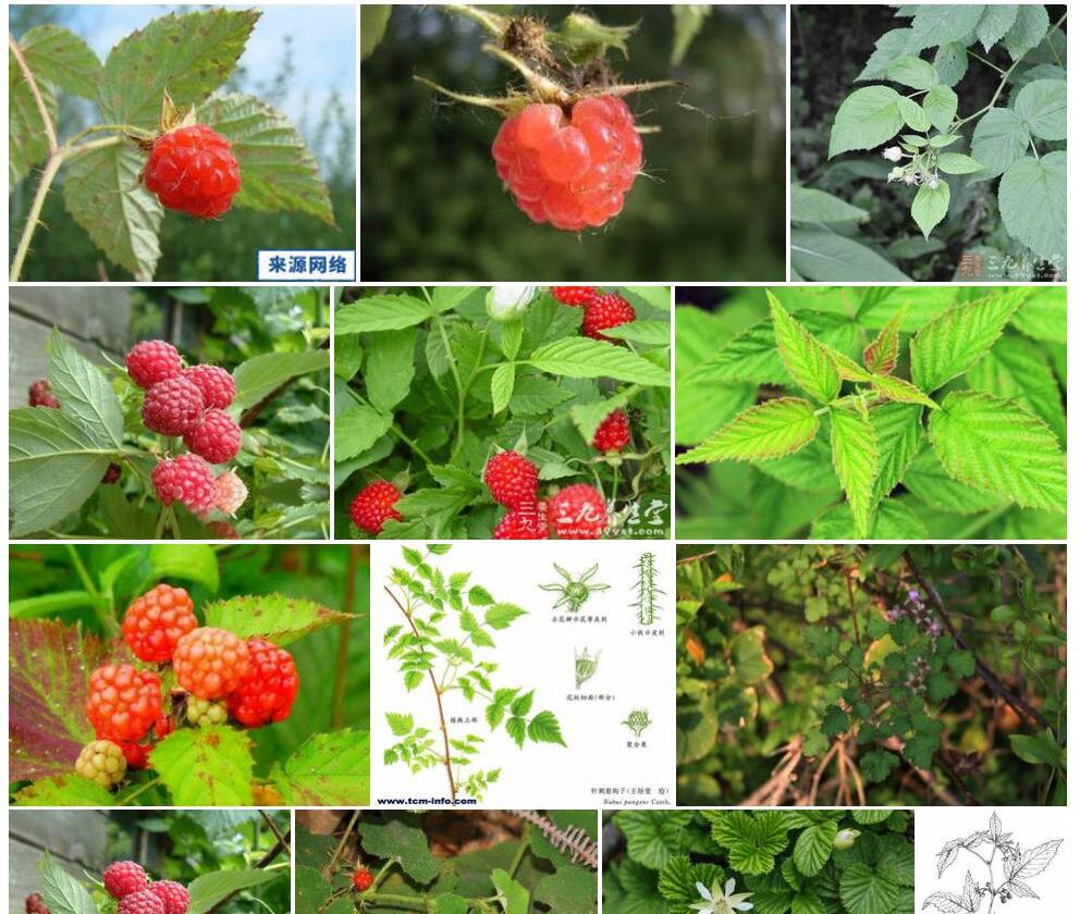 针刺悬钩子Rubus-pungens图片