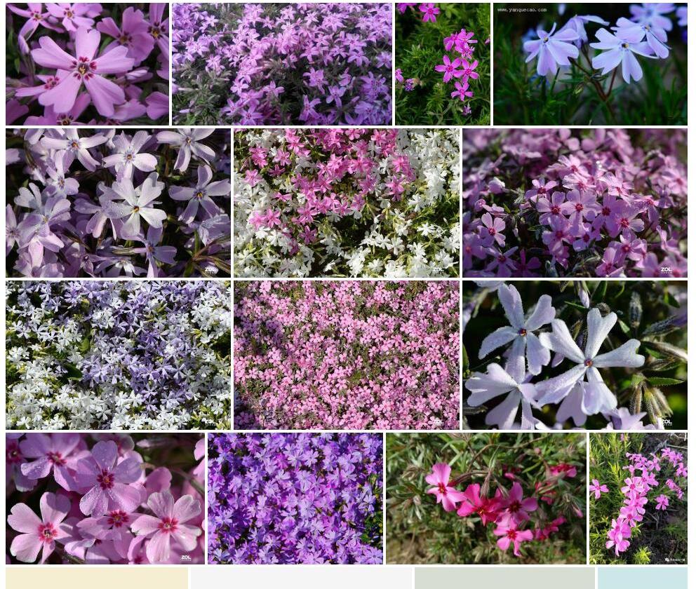 针叶天蓝绣球Phlox-subulata图片