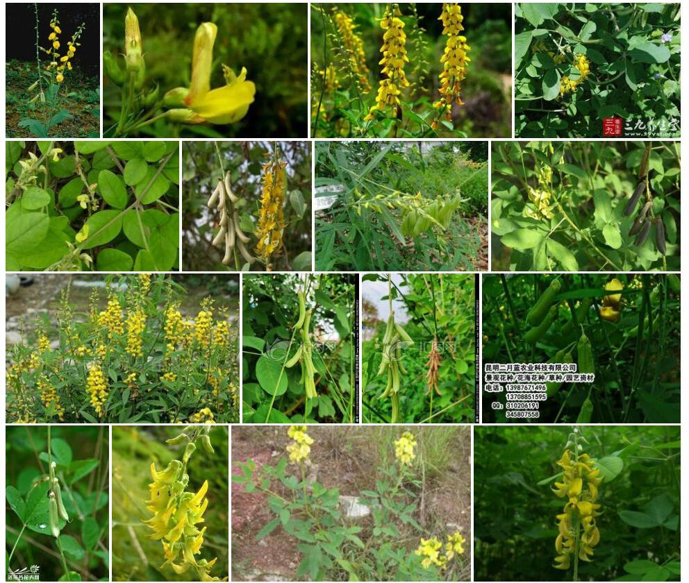 针状猪屎豆Crotalaria-acicularis图片