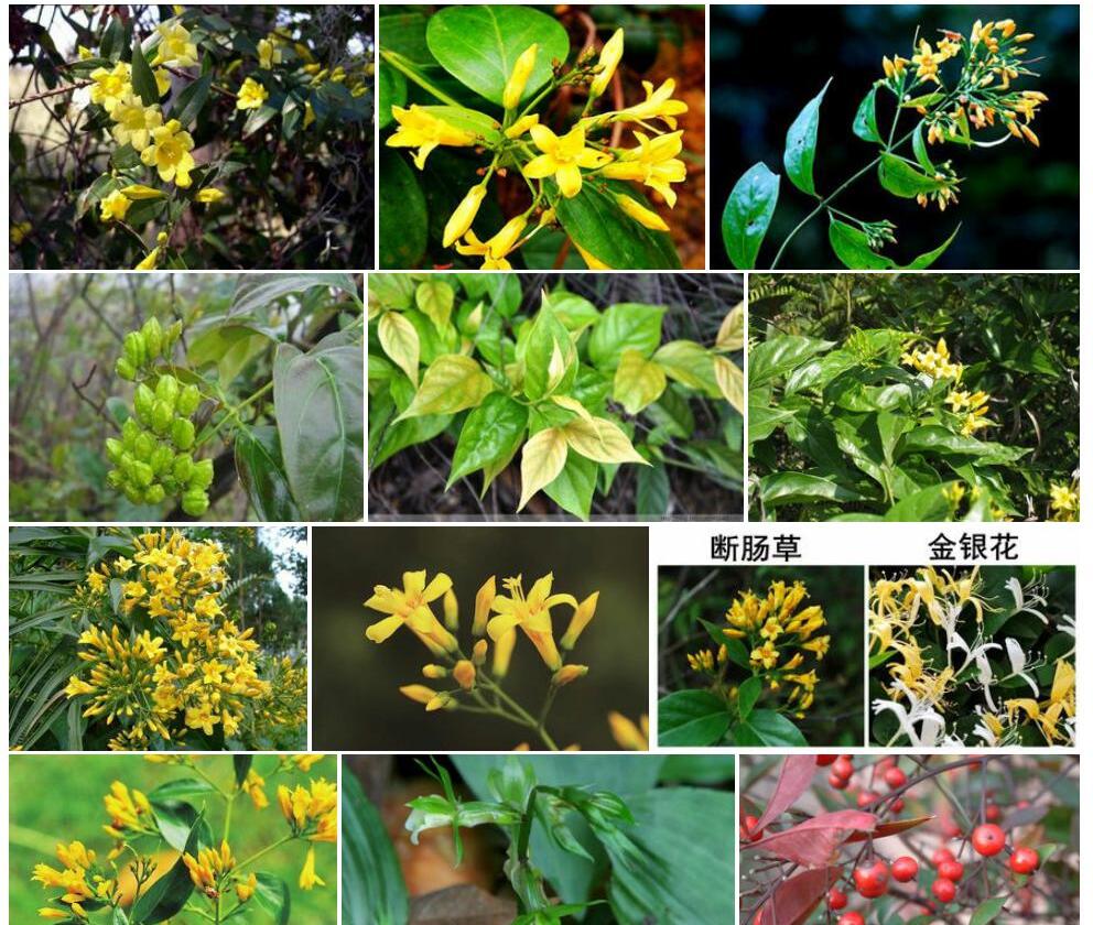 钩吻Gelsemium-elegans图片