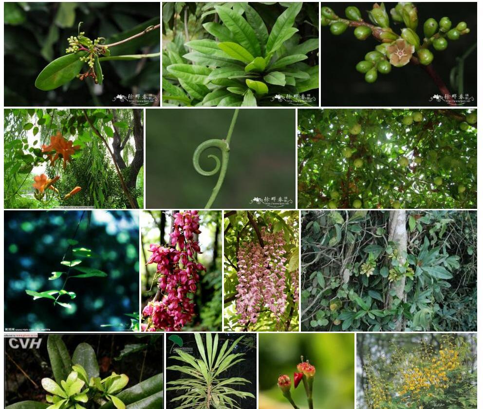 钩枝藤Ancistrocladus-tectorius图片