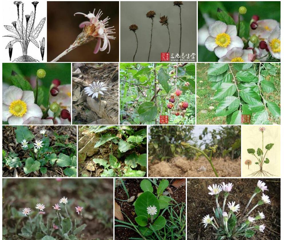 钩苞大丁草Gerbera-delavayi图片