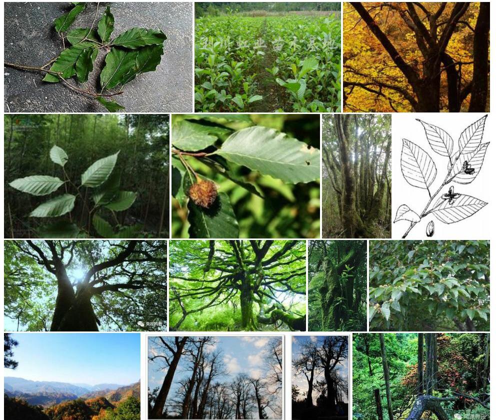 钱氏水青冈Fagus-chienii图片