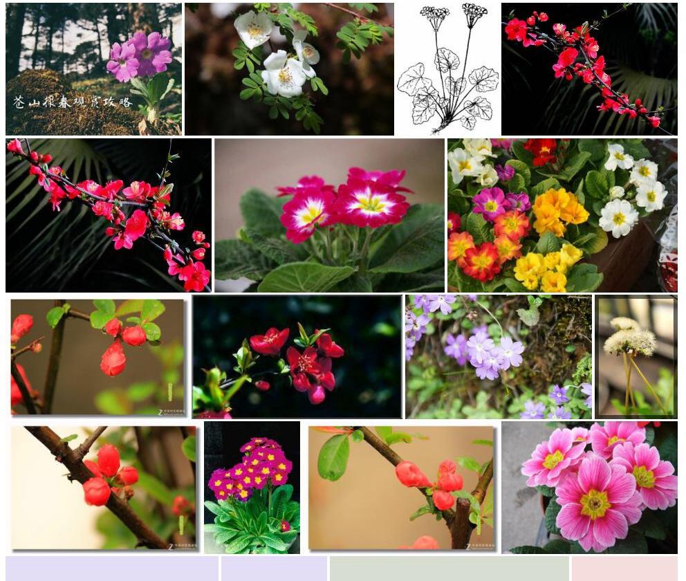 铁梗报春Primula-sinolisteri图片