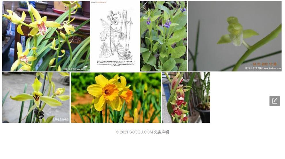 铃花黄兰Cephalantheropsis-calanthoides图片
