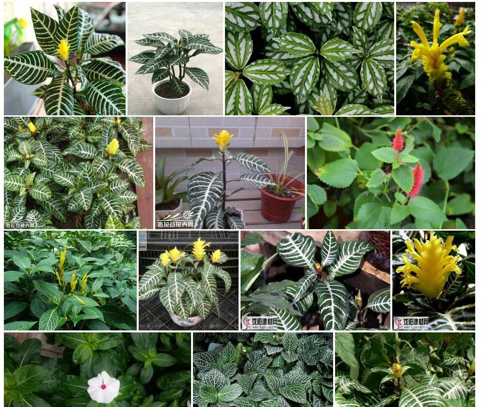 银脉爵床Kudoacanthus-albo-nervosa图片