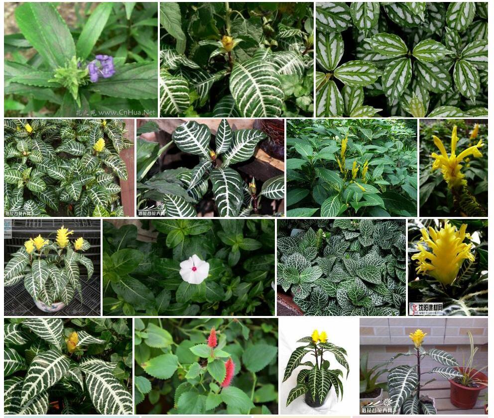 银脉爵床属Kudoacanthus图片