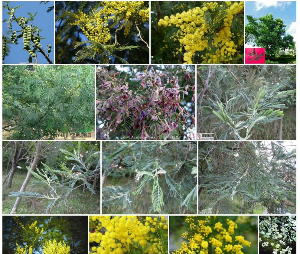 银荆Acacia-dealbata图片