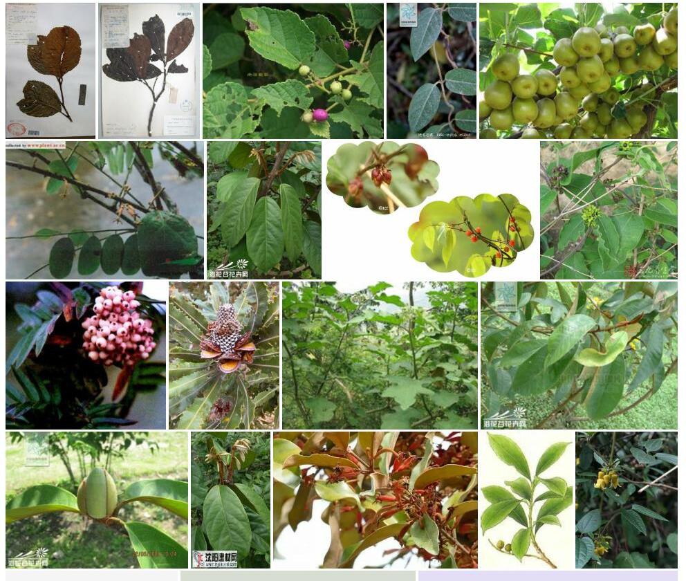 锈毛山龙眼Helicia-vestita-var.-longipes图片