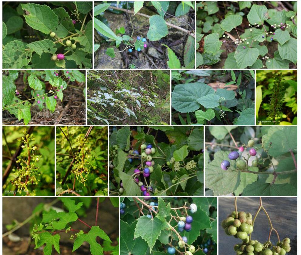 锈毛蛇葡萄Ampelopsis-heterophylla-var.-vestita图片