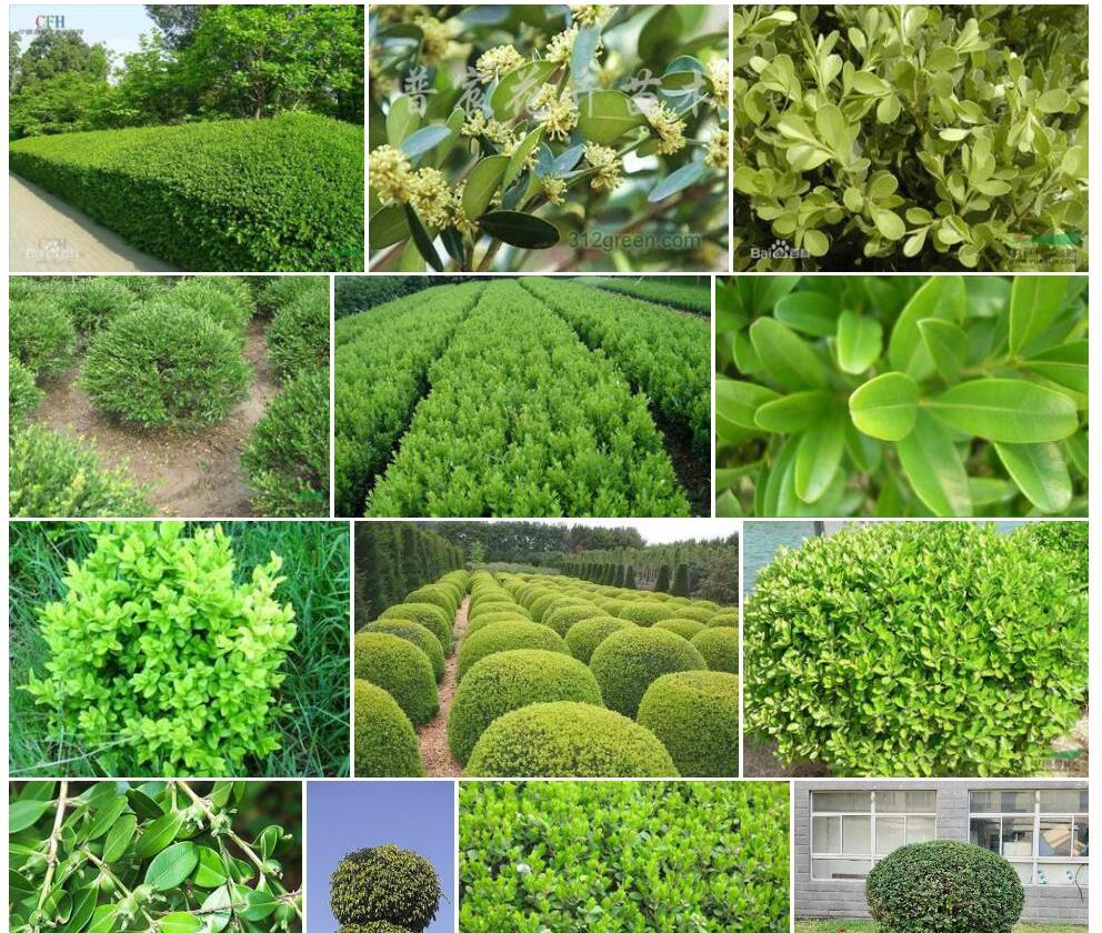 锦熟黄杨Buxus-sempervirens图片
