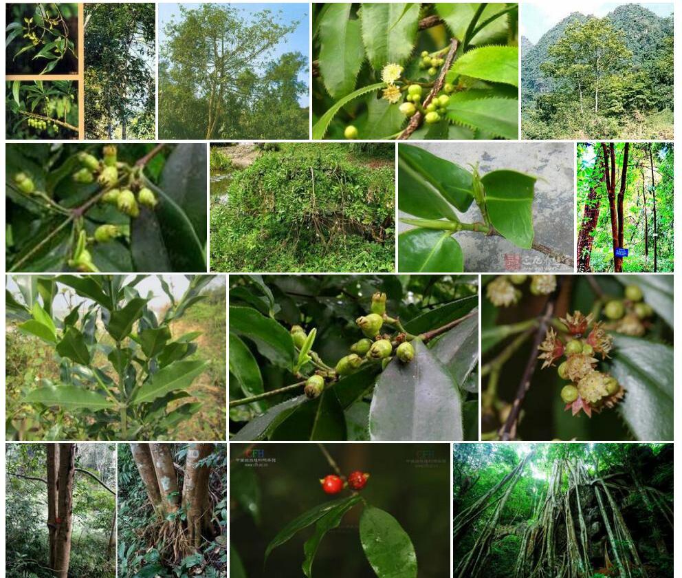 锯叶竹节树Carallia-diplopetala图片