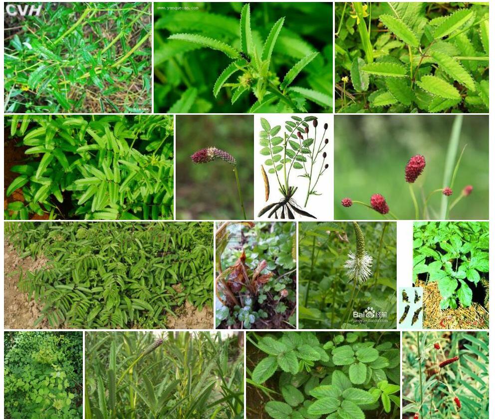 长叶地榆Sanguisorba-officinalis-var.-longifolia图片
