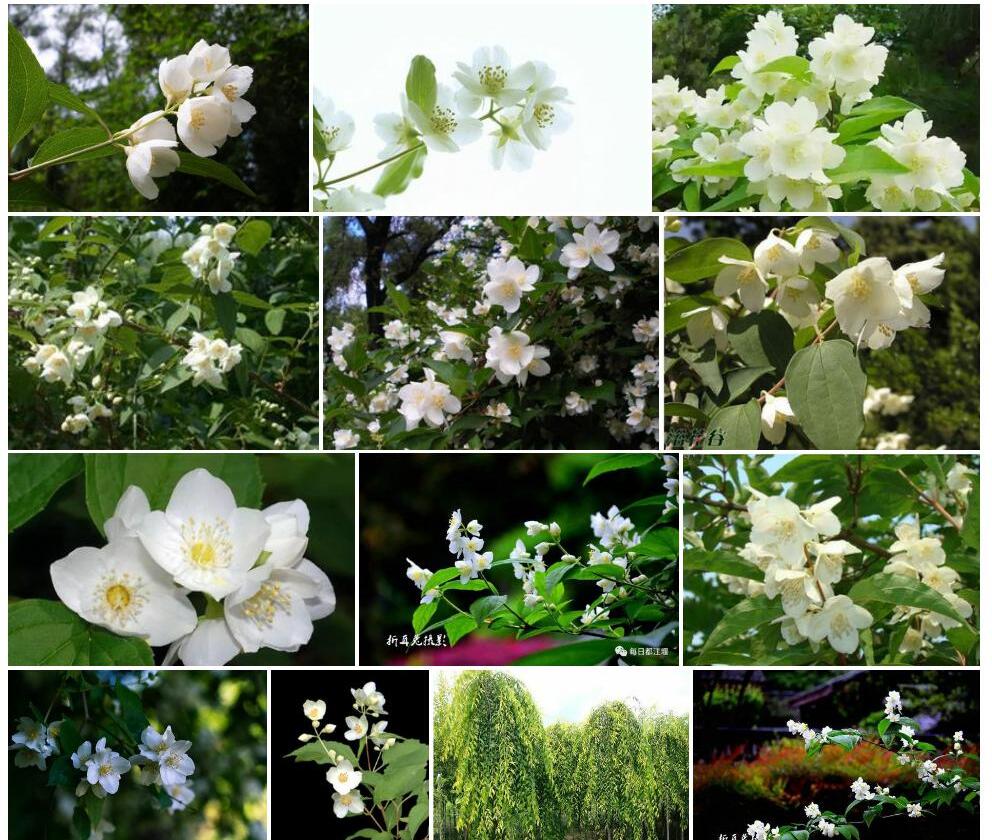 长叶太平花Philadelphus-pekinensis-var.-lanceolatus图片