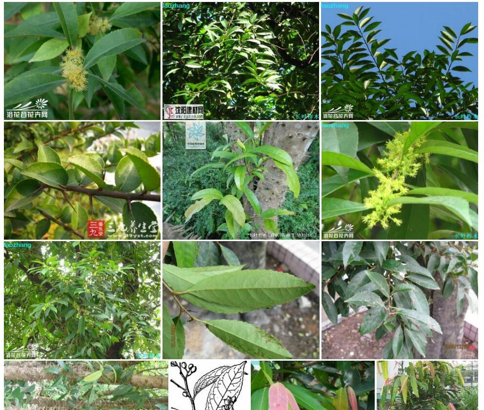 长叶柞木Xylosma-longifolium图片