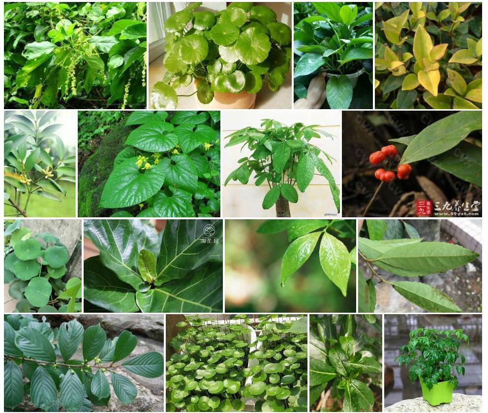 长叶白桐树Claoxylon-longifolium图片