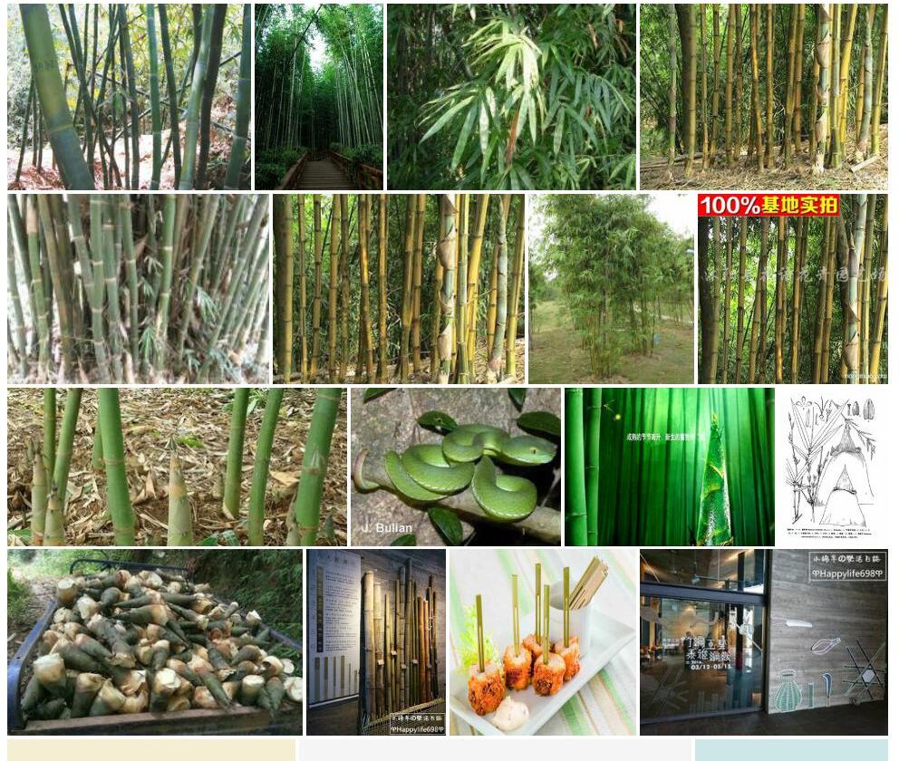 长枝竹Bambusa-dolichoclada-'Dolichoclada'图片