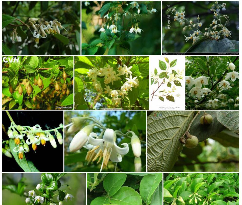 长柔毛安息香Styrax-formosanus-var.-hirtus图片