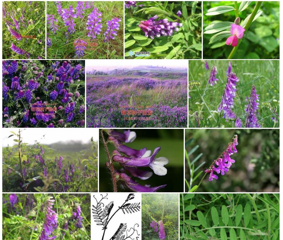 长柔毛野豌豆Vicia-villosa图片