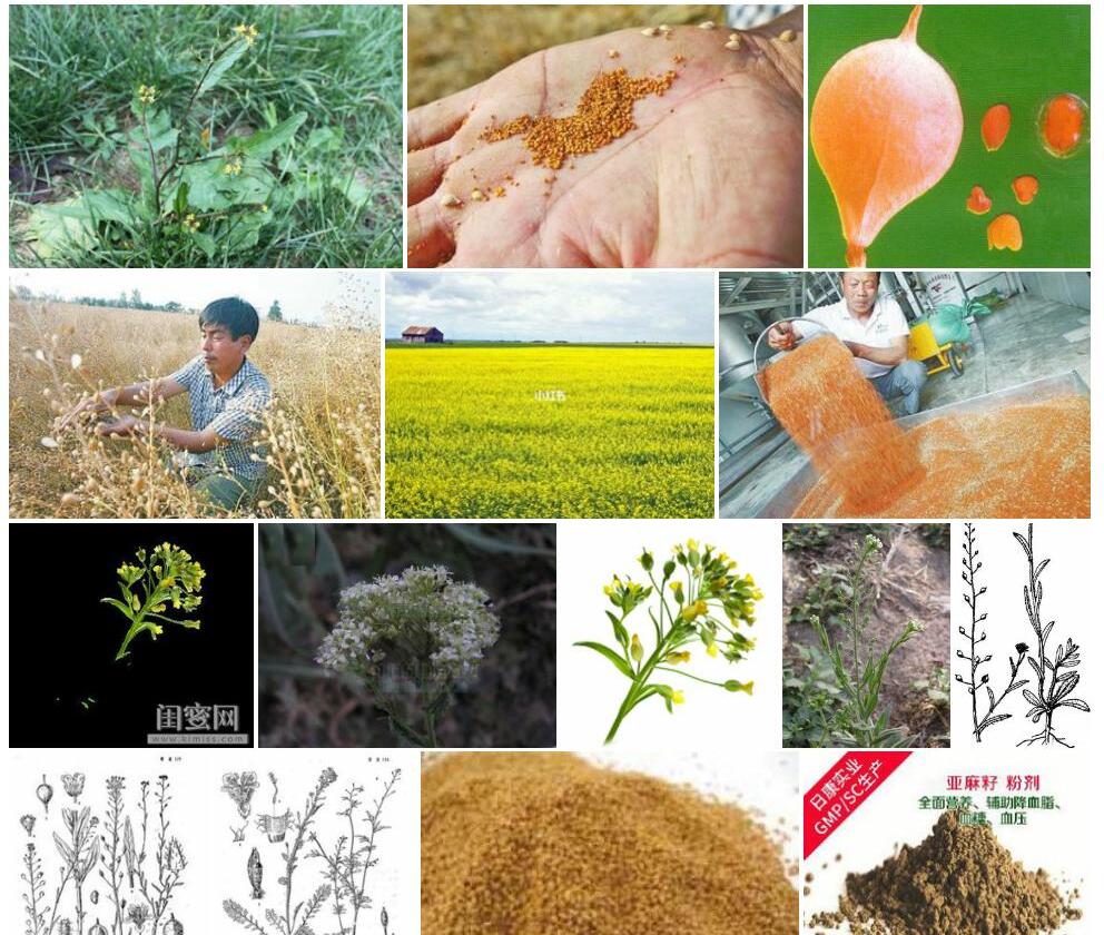 长梗亚麻荠Camelina-microcarpa-f.-longistipata图片