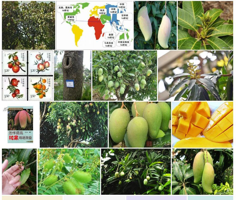 长梗杧果Mangifera-longipes图片
