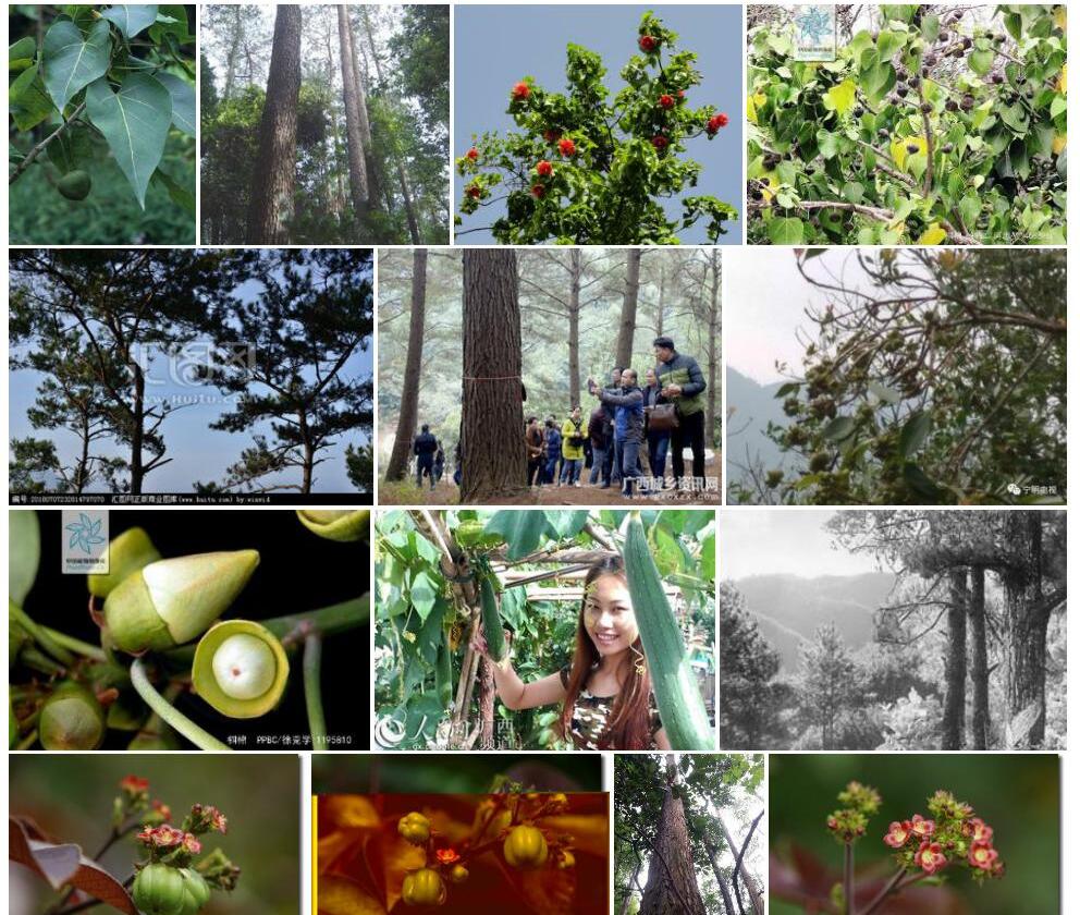 长梗桐棉Thespesia-howii图片