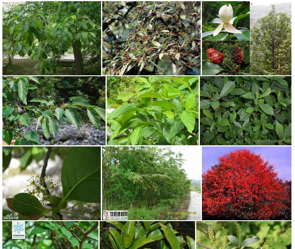 长梗蓝果树Nyssa-wenshanensis-var.-longipedunculata图片