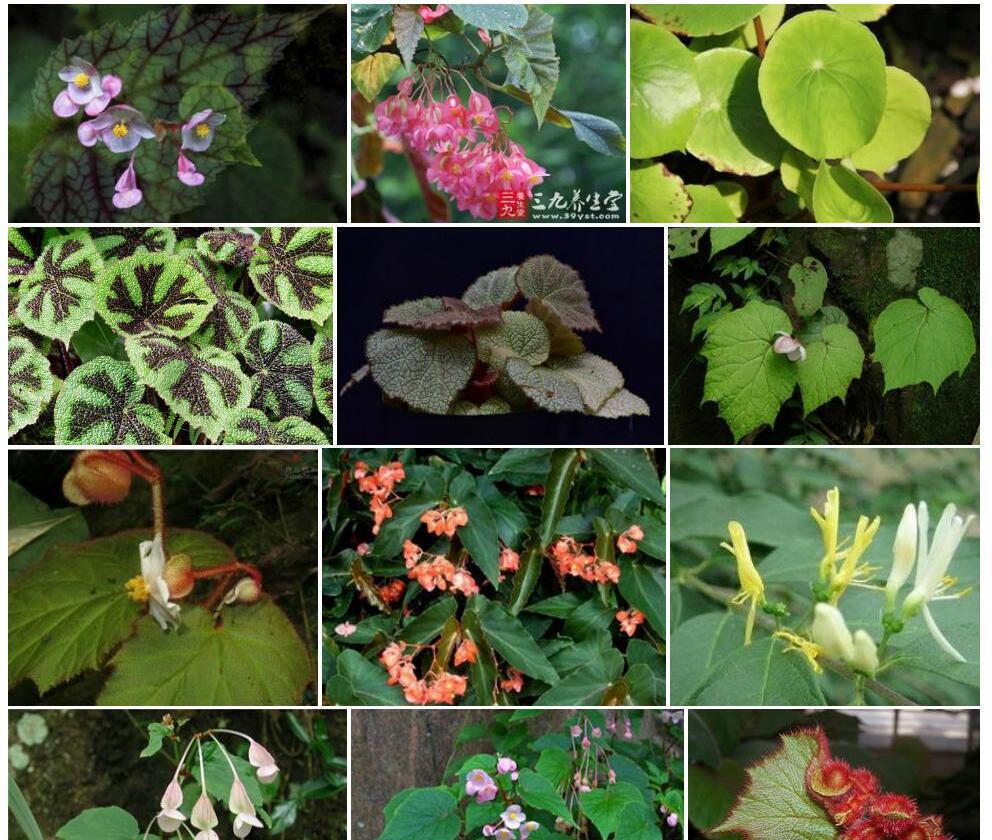 Begonia Villifolia begonia-villifolia