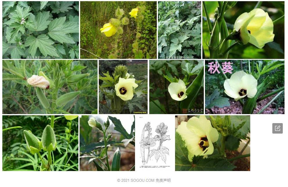 长毛黄葵Abelmoschus-crinitus图片