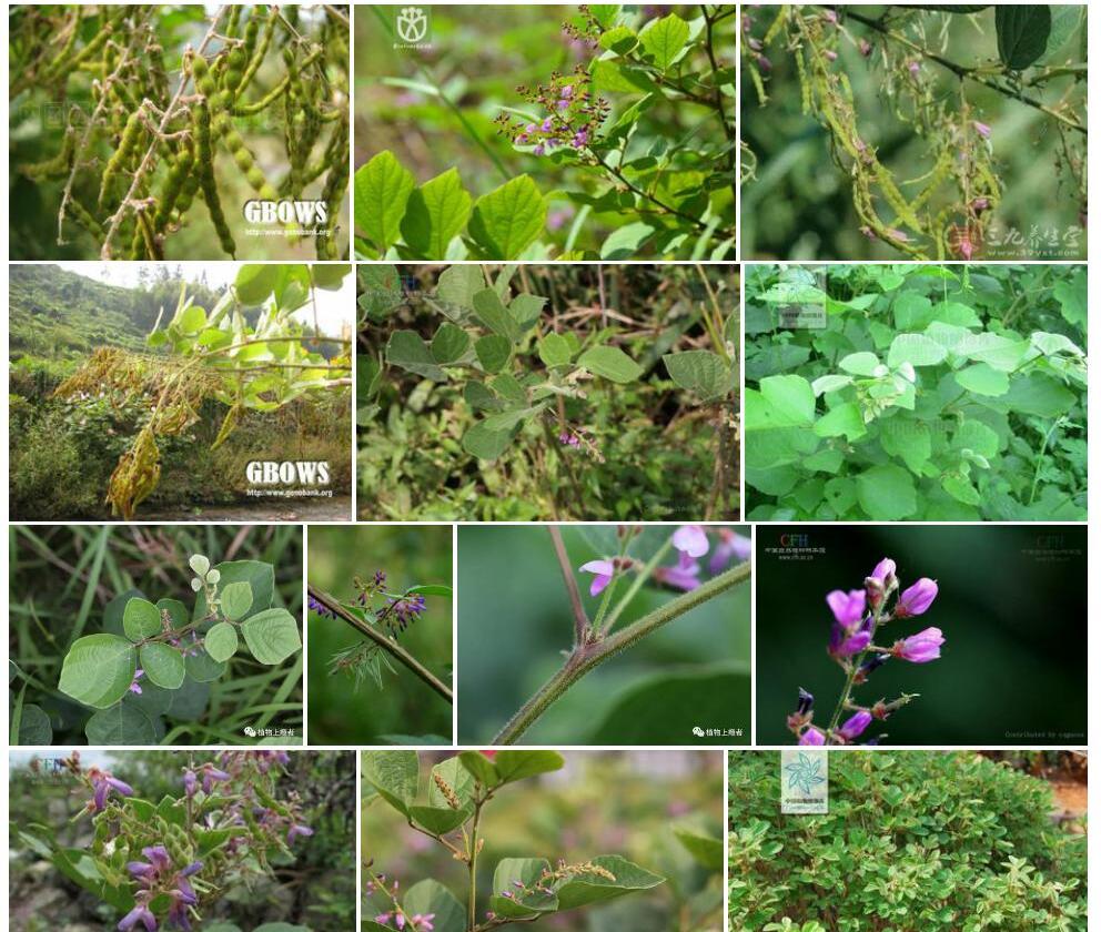 长波叶山蚂蝗Desmodium-sequax图片