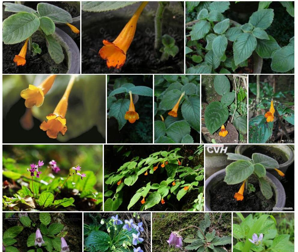 长筒漏斗苣苔Didissandra-macrosiphon图片