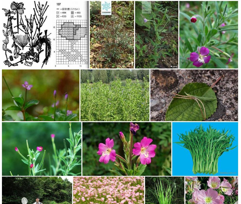 长籽柳叶菜Epilobium-pyrricholophum图片