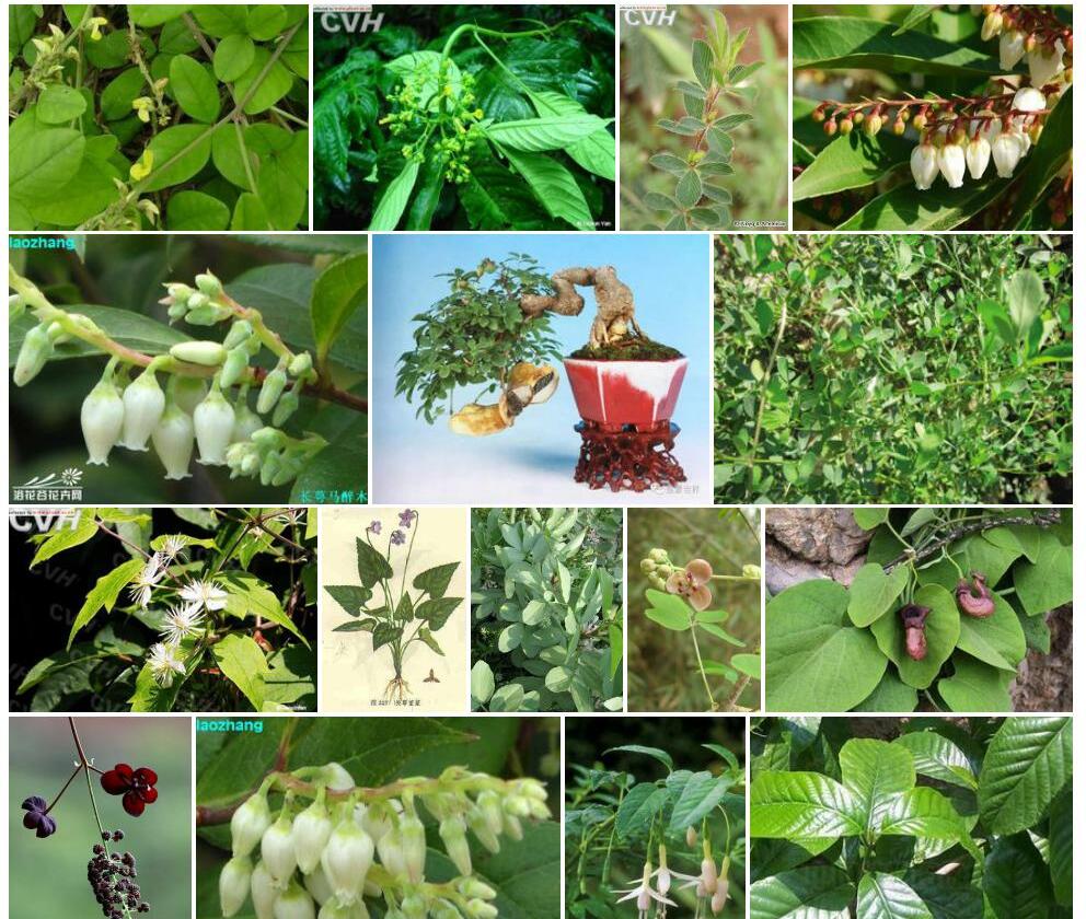 长萼木通Archakebia-apetala图片