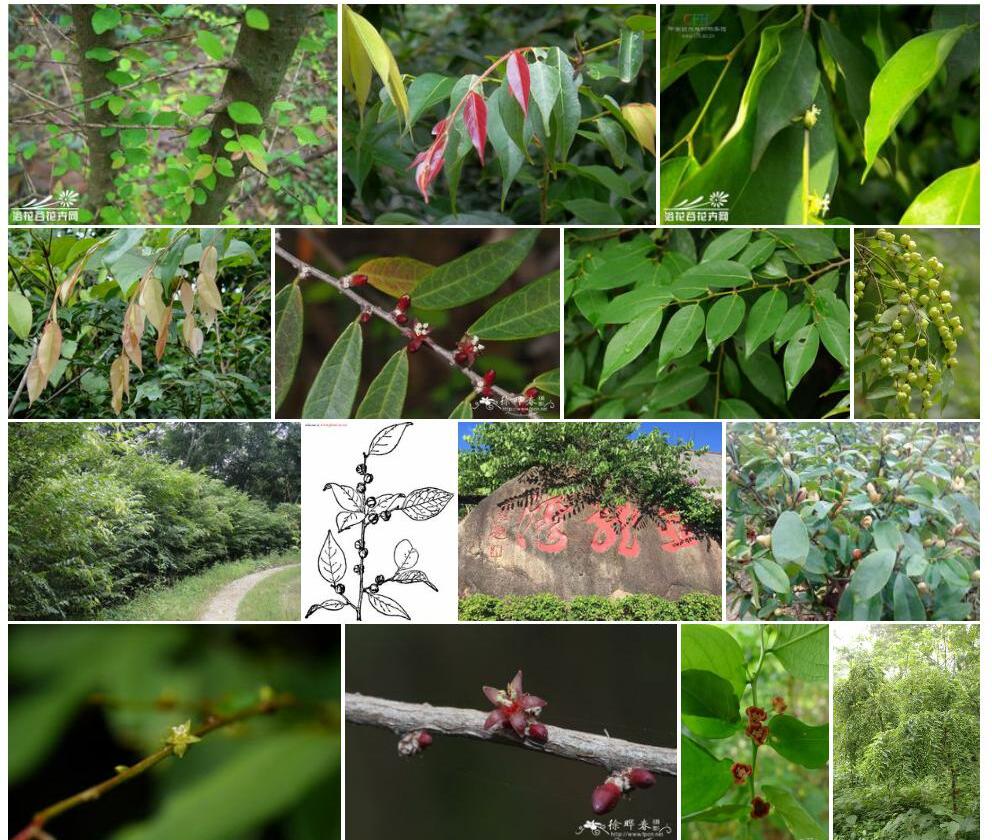 闭花木Cleistanthus-sumatranus图片
