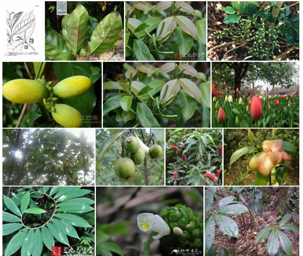 闭苞买麻藤Gnetum-cleistostachyum图片