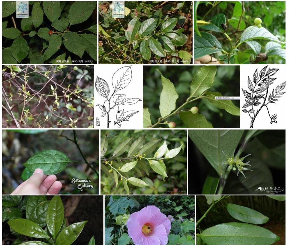 阔叶清风藤Sabia-yunnanensis-subsp.-latifolia图片