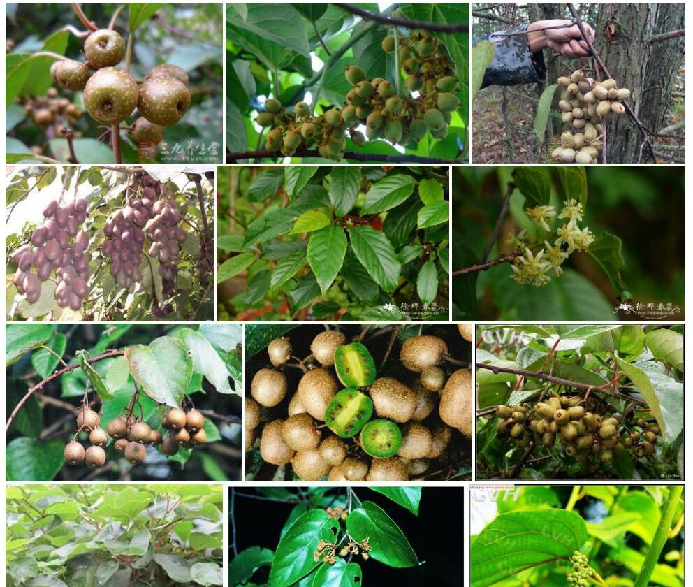 阔叶猕猴桃Actinidia-latifolia图片