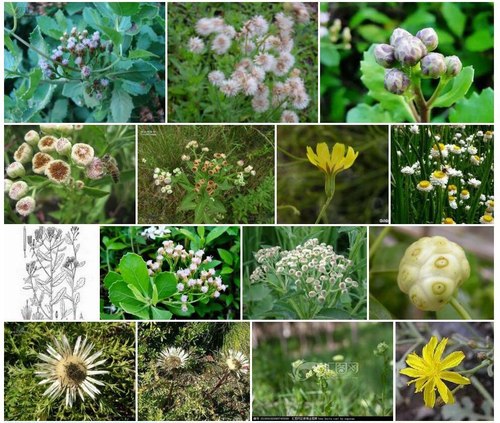 阔苞菊属Pluchea图片