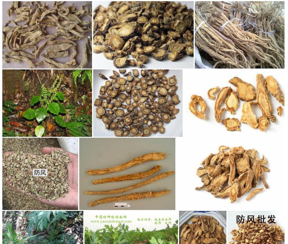 防风Saposhnikovia-divaricata图片