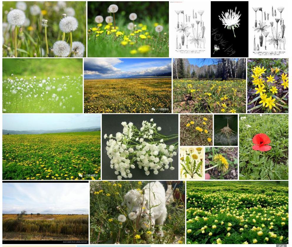 阿尔泰蒲公英Taraxacum-altaicum图片