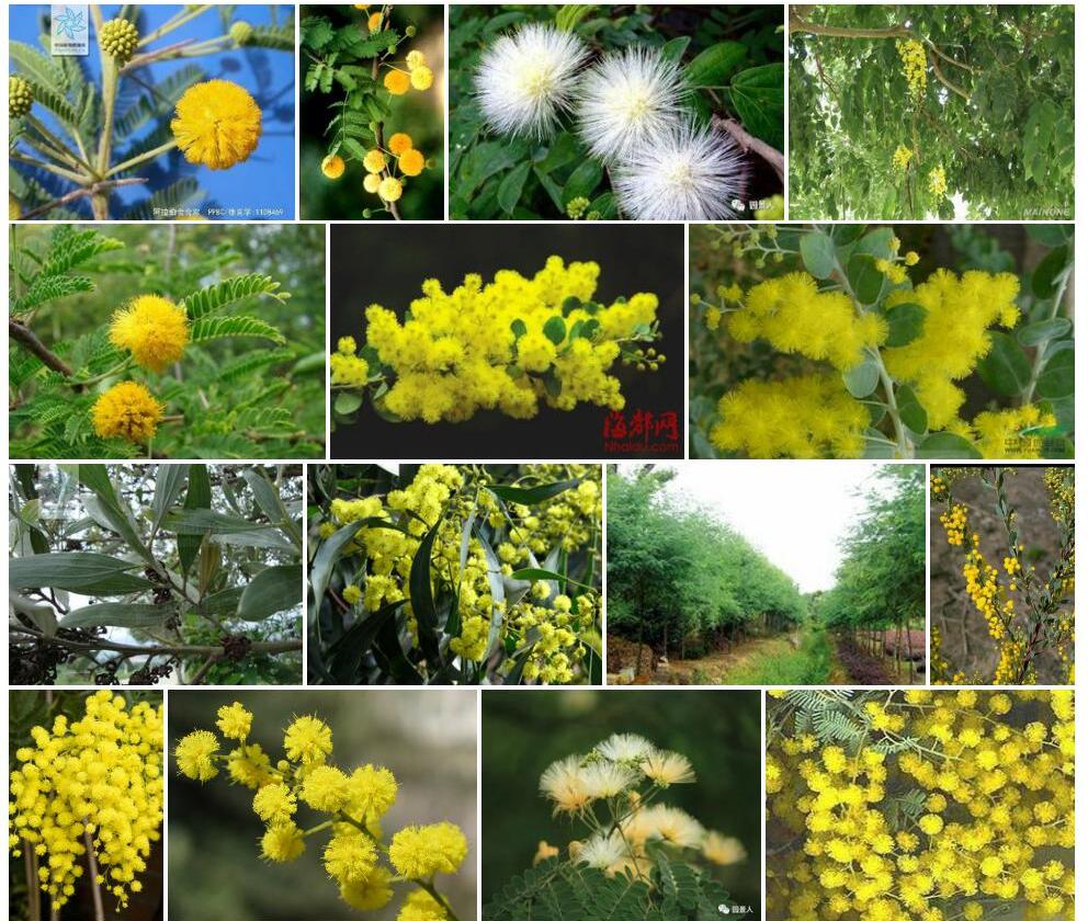 阿拉伯金合欢Acacia-nilotica图片