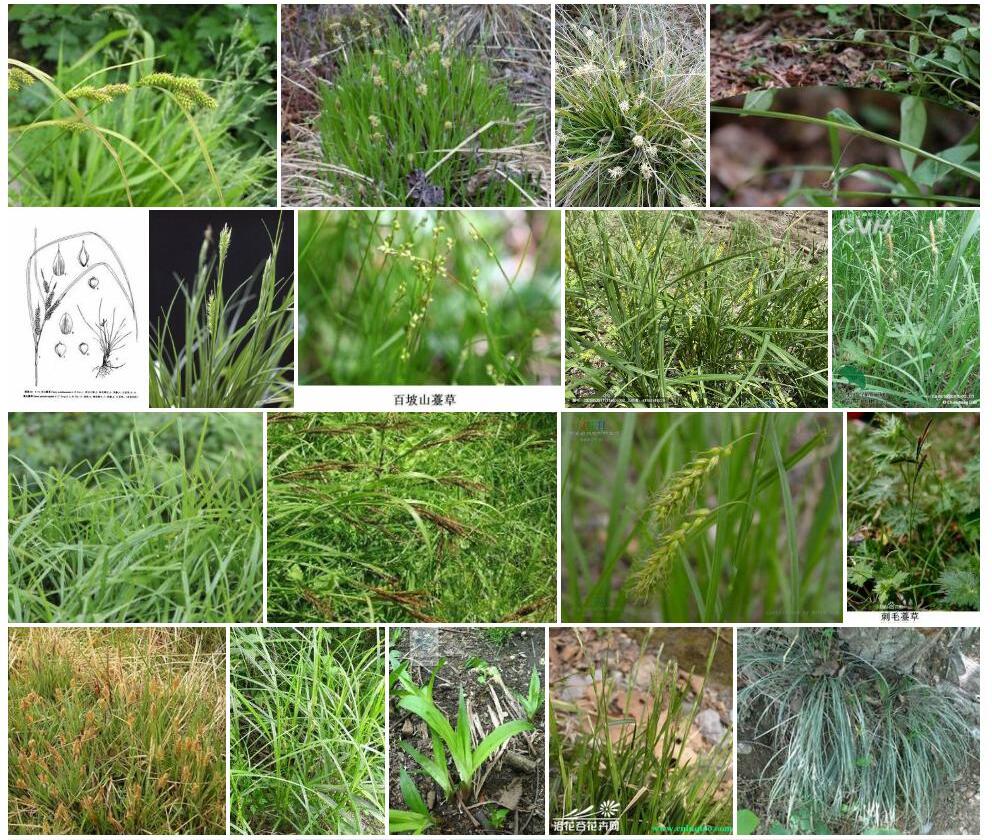 阿里山薹草Carex-arisanensis图片