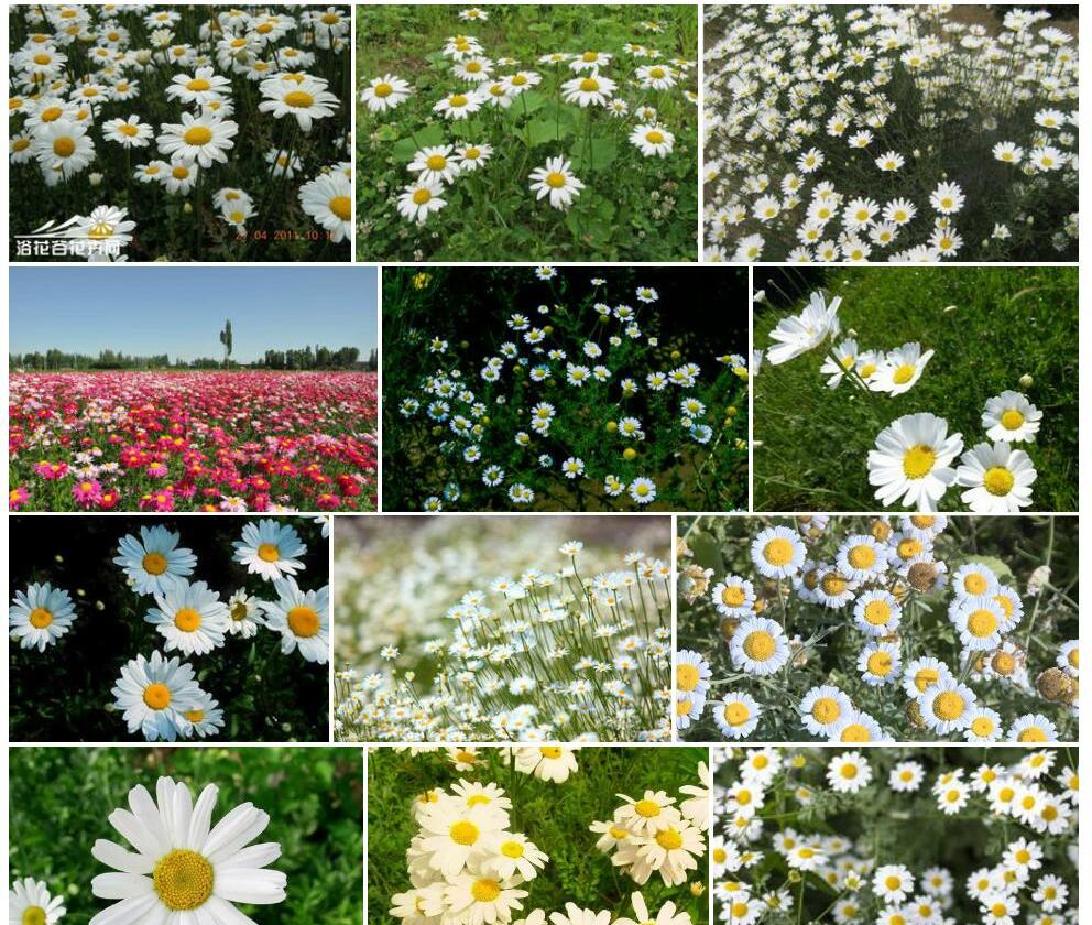 除虫菊Pyrethrum-cinerariifolium图片