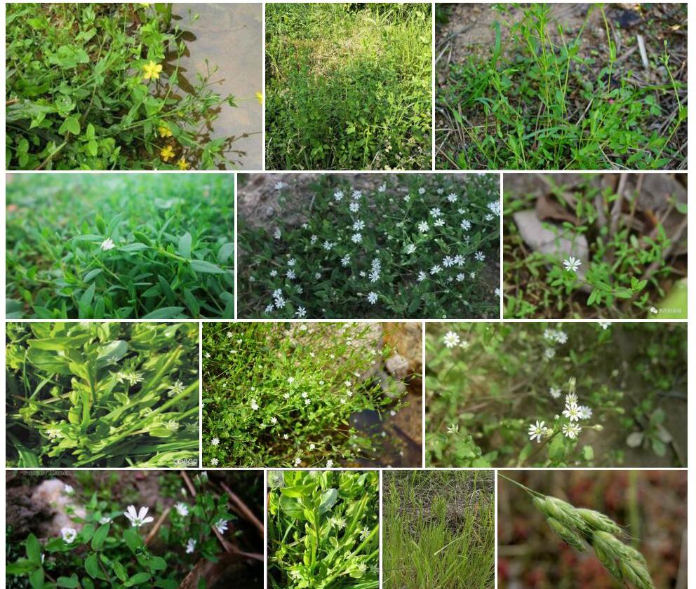 雀舌草Stellaria-uliginosa图片