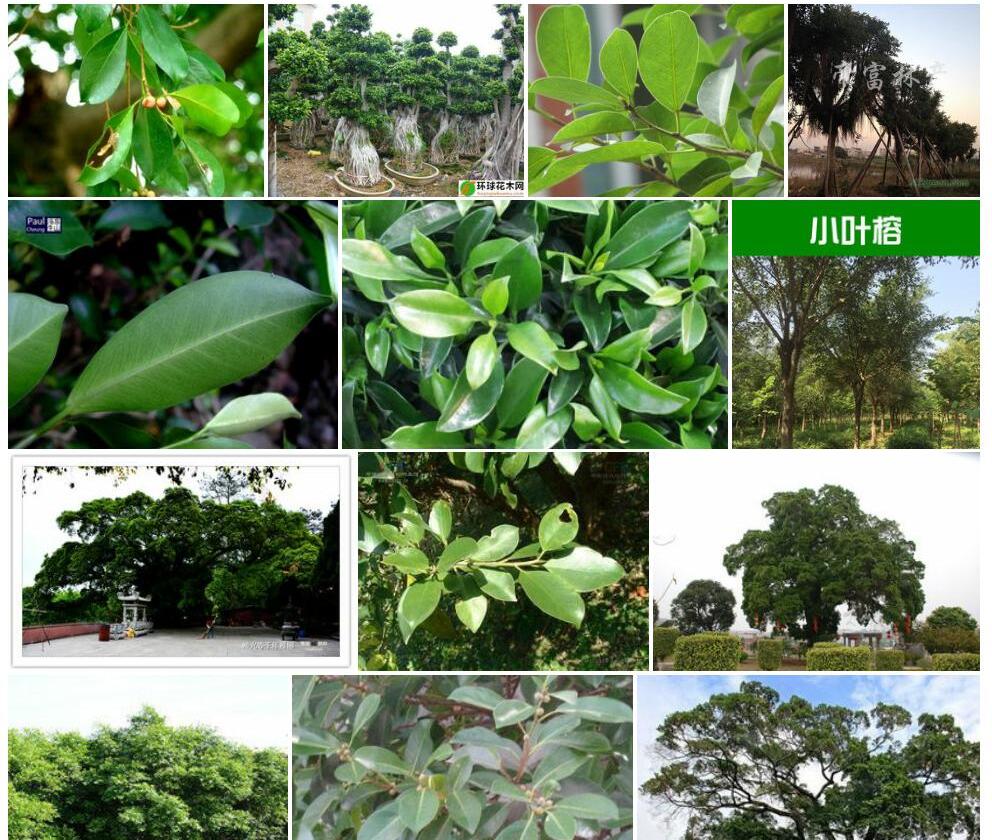 雅榕Ficus-concinna图片