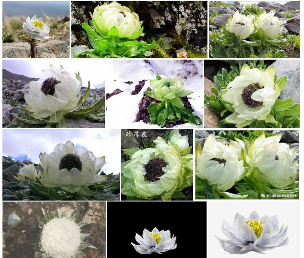 雪莲花Saussurea-involucrata图片