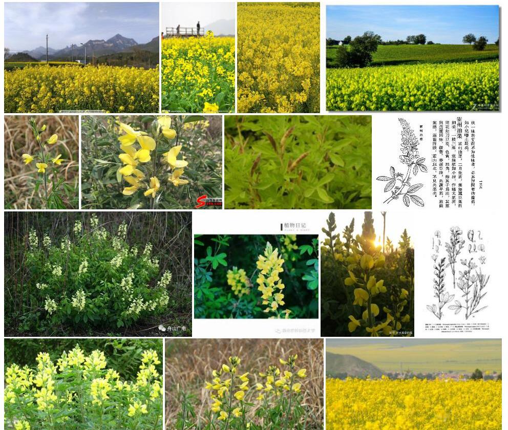 霍州油菜Thermopsis-chinensis图片