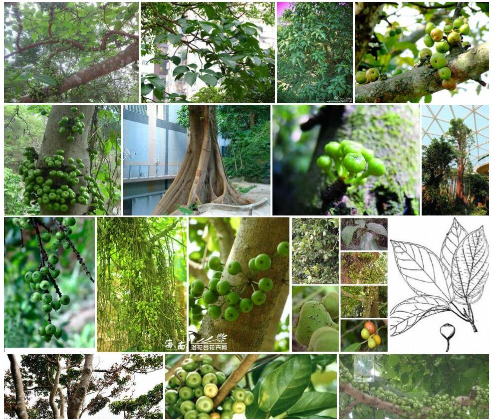 青果榕Ficus-variegata-var.-chlorocarpa图片