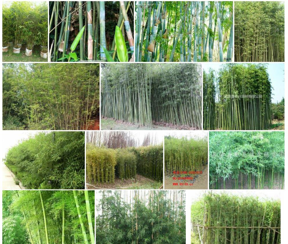 青皮竹Bambusa-textilis图片