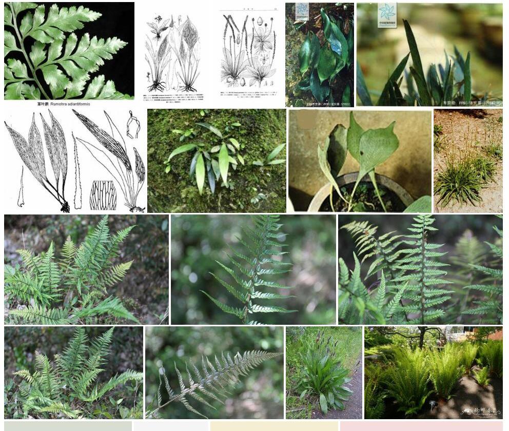 革叶车前蕨Antrophyum-coriaceum图片